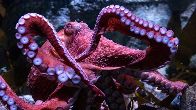 Fans bid farewell to beloved, dying California octopus Ghost