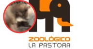 Osa enferma en Zoológico La Pastora desata indignación; ya investigan