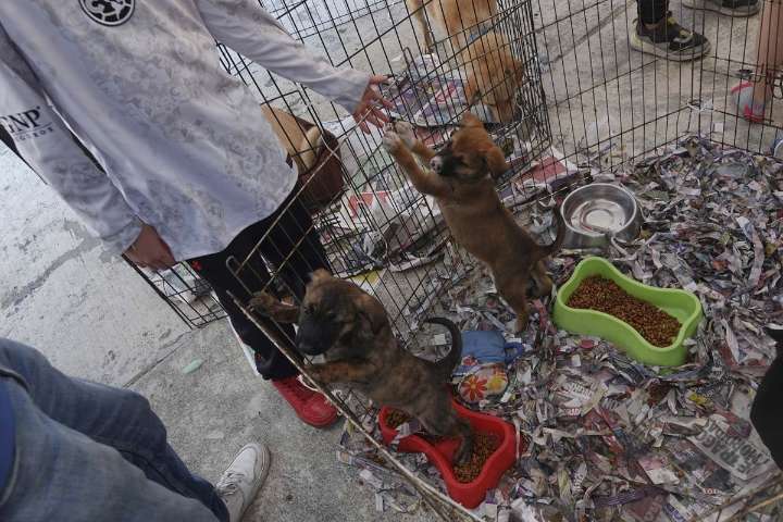 Convocan a marchar este 5 de octubre para exigir cumplimiento de la Ley General de Bienestar Animal