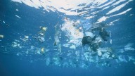 Todo el océano del mundo está atrapado en una "triple crisis planetaria": cambio climático, pérdida de biodiversidad y contaminación