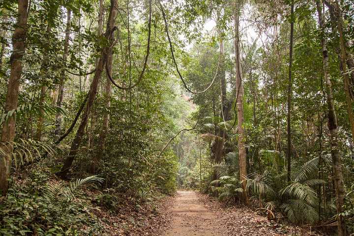 Protecting Amazon Forests May Also Protect Human Health, Study Finds