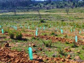 70 mil árboles nativos fueron plantados por Conaf en zona arrasada por el megaincendio en la Reserva Lago Peñuelas de Valparaíso