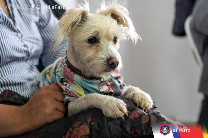 En reunión con sectores animalistas, la Alcaldía de Pasto junto a la Policía Metropolitana establecieron medidas preventivas ante casos de maltrato animal