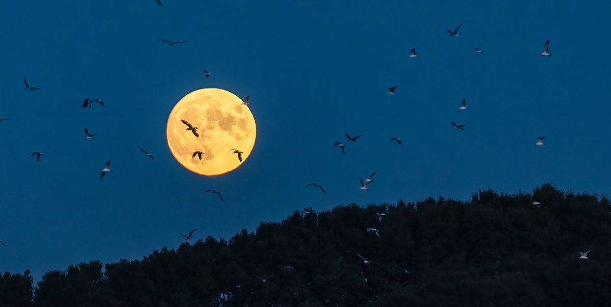 A Massive Bird Migration Is Happening While You Sleep