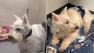 New York Dog Is Left At A Shelter After 14 Years With His Family, But A Miracle Happens