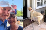 Labrador Runs to Her Neighbor’s House Every Day (Exclusive)