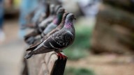Comenzarán a capturar palomas en la Universidad de Antioquia, ¿qué harán con ellas?