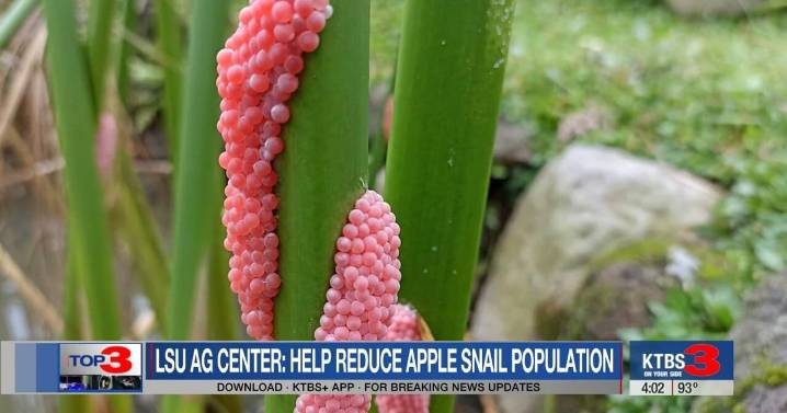 LSU AgCenter urges public to help control invasive apple snails