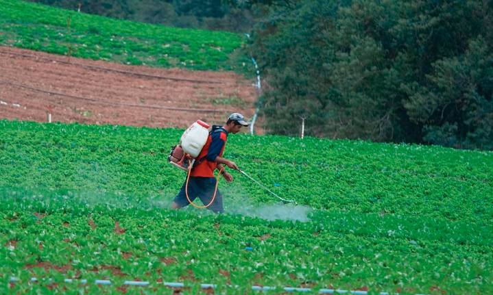 México prohíbe el uso de plaguicidas peligrosos como el DDT