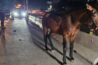 Unidad del Macro Periférico impacta a jinete y su caballo en Tlaquepaque