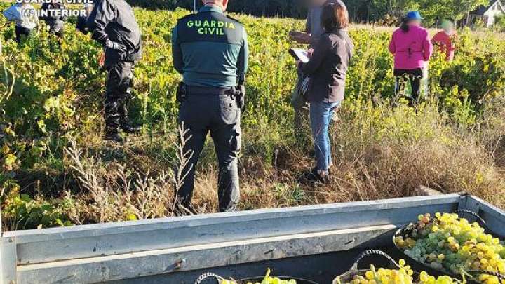 Explotación en la vendimia de León: detectan a trabajadores sin papeles, contrato y seguridad social