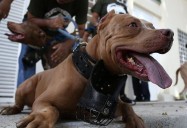 Censarán perros potencialmente peligrosos en San Alberto