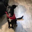 3 dogs from Alabama need a home at Dakin