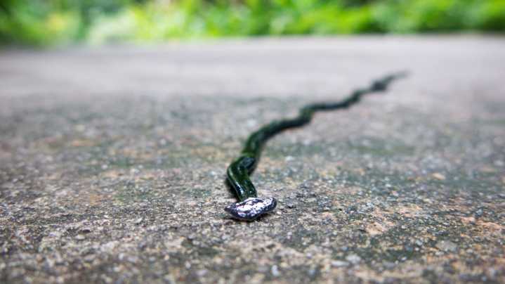 The Up-And-Coming Invasive Pest You Should Never Squish (It Just Makes Things Worse)