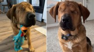 Wisconsin Man Who Resisted Blind Dog Adoption Now Never Lets Him Go