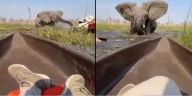 Elefante ataca a turistas y caen a rio con cocodrilos