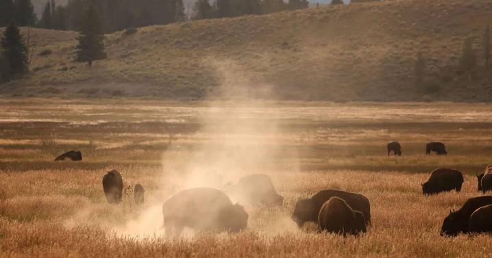 Battle of the behemoths: Wyoming’s bison kick off the rut