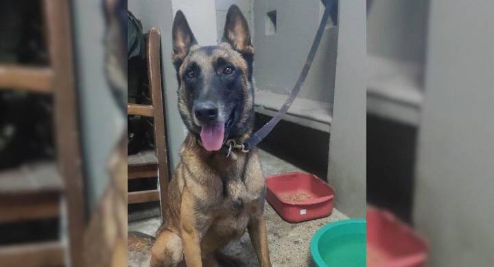 Telmo, perro antiexplosivos desaparecido, habría sido devuelto por las disidencias
