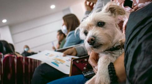 Pasto inicia construcción de ruta contra el maltrato animal tras caso de violencia en Chapal