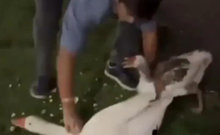 Un joven robó dos gansos de los lagos de Palermo y los llevó a nadar en su pileta