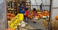 Alberta businesses pivot as looming teacher strike cancels field trips