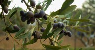 Marruecos prepara una cosecha «excepcional» de aceite de oliva: se espera doblar la producción