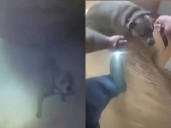 VIDEO | En pleno incendio un perro buscó su correa para ser rescatado