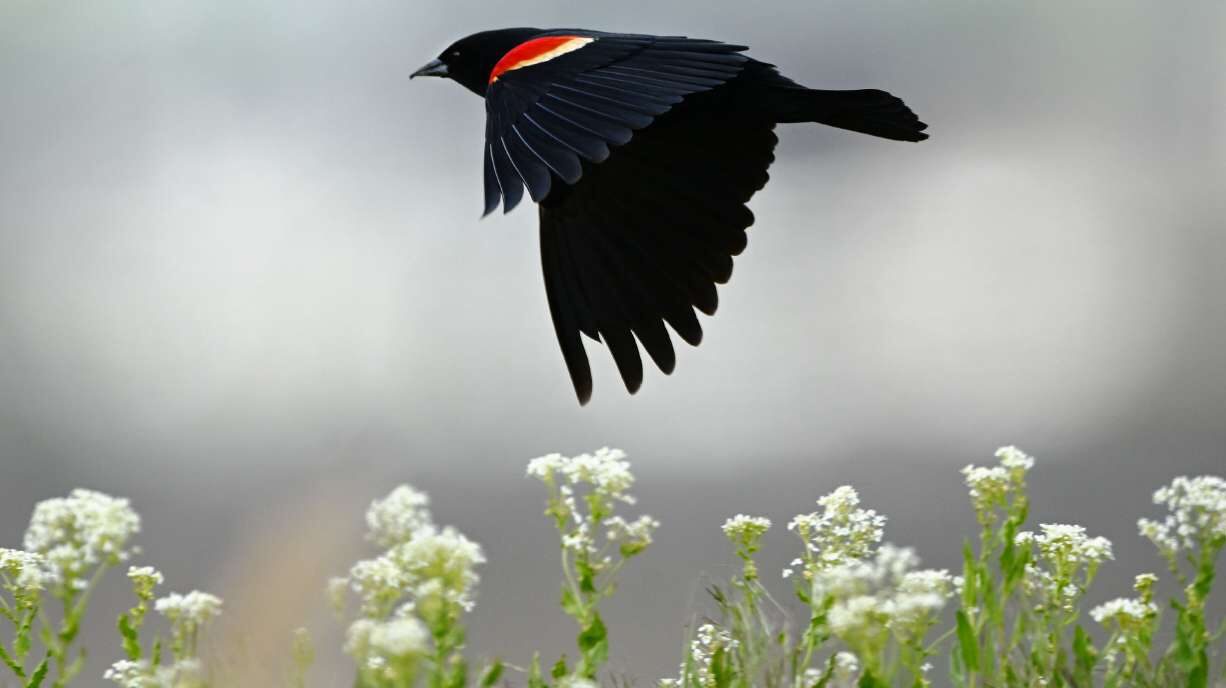 Utah has a new birding challenge as the fall migration season begins