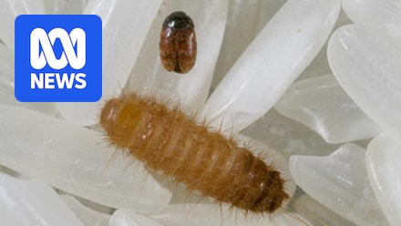 Khapra beetle, a threat to grains industry, discovered in imported nappy pants