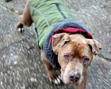 Jury convicts Michigan veterinarian of theft for refusing to return dog to homeless man