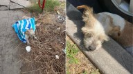 California Rescuers Race To Save Pup With Two Broken Legs Found On Roadside