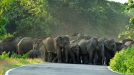 Bengal Forest Department Rolls Out App To Profile Elephants, Track Location