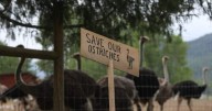 B.C. ostrich farm applies for stay of cull as it seeks appeal at Supreme Court of Canada