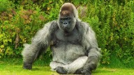 Who would win? 100 Mennonites or a Gorilla?