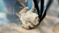 Massachusetts ER Vets Shocked When They Discovered What Was Hiding Beneath The Foam
