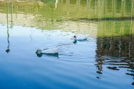 El cierre del parque de María Luisa por los patos muertos llega "tarde y mal" para el el PSOE