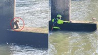 Texas Firefighter Leaps Into Bayou To Save Chihuahua Trapped Beneath Bridge In Daring Rescue