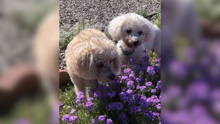 California Bonded Pair Of Dogs Ages 15 Hope To Keep Their Friendship Through Their Golden Years