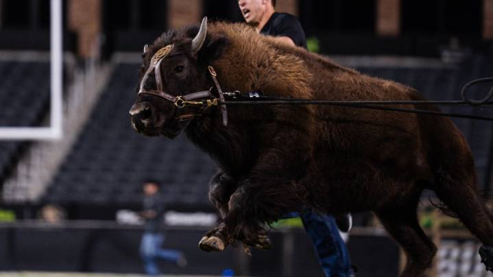 Meet Ralphie VII: CU Buffs to debut newest mascot on Saturday