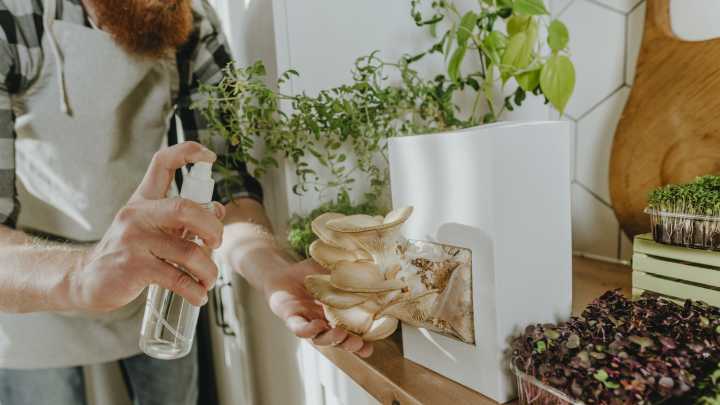 17 Mushrooms You Should Be Growing At Home