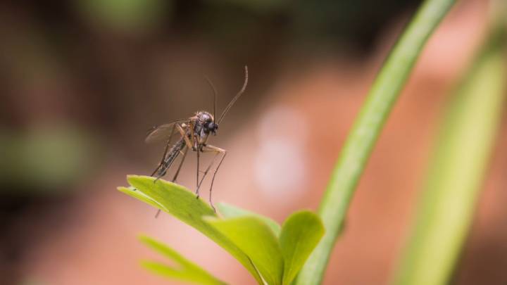 El SES confirma un nuevo caso de fiebre del Nilo Occidental en Extremadura