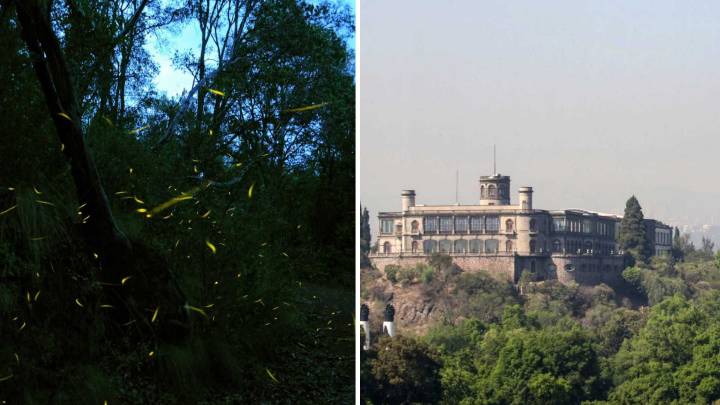 Convocan a Bautizar a Nueva Especie de Luciérnaga Descubierta en el Bosque de Chapultepec