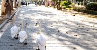 Hallan cuatro aves muertas en el parque de María Luisa de Sevilla horas después de reabrir tras el foco de gripe aviar