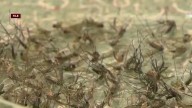 Eastern equine encephalitis detected in Manchester mosquito batch