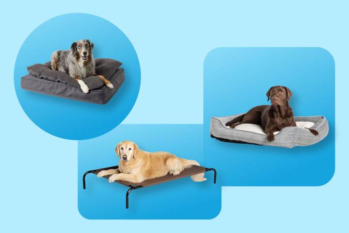 PetSmart’s Dog Beds Are on Sale Starting at $10