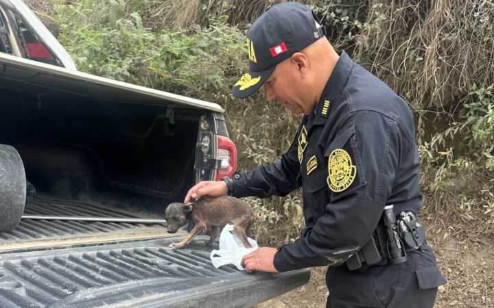 Policía rescata a cachorro abandonado en carretera de Pataz