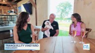 CT LIVE: Tranquillity Vineyard