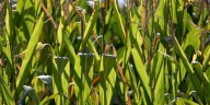 Farmers gear up for harvest, Naig encourages planning for cover crops
