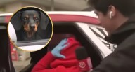 Perrita sobreviviente de ataque contra abogada fue llevada por presunto familiar: Estuvo escondida bajo los asientos Periodista mostró su preocupación por el destino de la mascota, que permaneció esco
