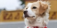 Gobierno promulga ley que reconoce a la raza canina perro pastor chiribaya como Patrimonio Cultural de la Nación
